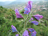 Erba viperina o Echium